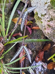 Gardneria multiflora