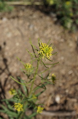 Erysimum macilentum