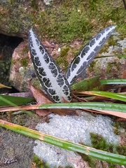 Gardneria multiflora