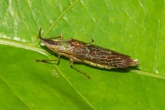 Raphirhinus phosphoreus