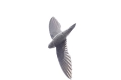 Aerodramus germani