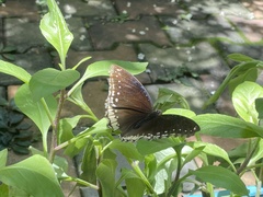 Hypolimnas bolina