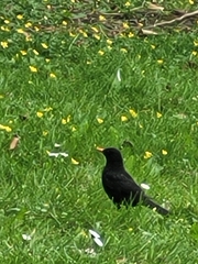 Turdus merula