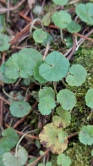 Hydrocotyle bonplandii