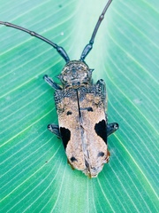 Phryneta leprosa