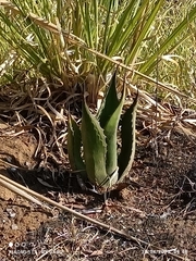 Agave inaequidens
