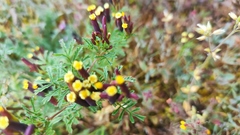 Tagetes multiflora