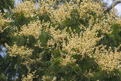 Senegalia polyphylla