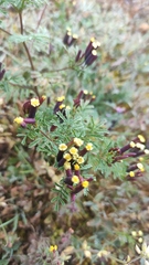 Tagetes multiflora