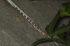 Hemidactylus prashadi