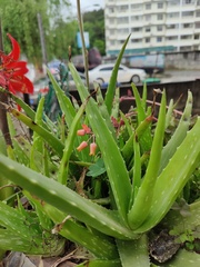 Aloe officinalis