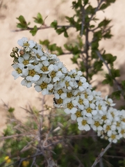 Spiraea hypericifolia obovata