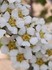 Spiraea hypericifolia obovata