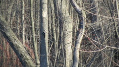 Dryobates pubescens pubescens