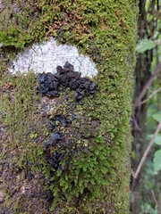 Fungi
