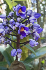 Dichorisandra procera