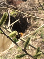 Bombus pascuorum
