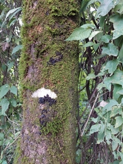 Fungi