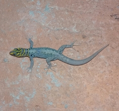 Gonatodes caudiscutatus