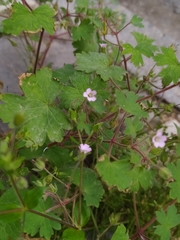 Geranium rotundifolium