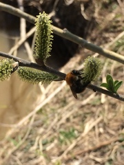 Bombus pascuorum