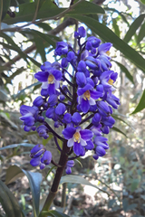 Dichorisandra procera