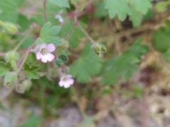 Geranium rotundifolium