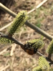 Bombus pascuorum