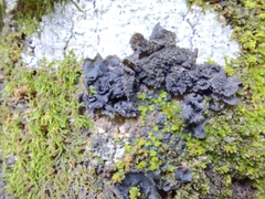 Fungi