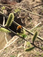 Bombus pascuorum