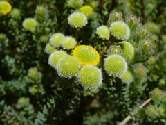 Leucadendron levisanus