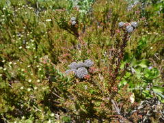 Leucadendron levisanus