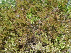 Leucadendron levisanus