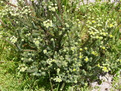 Leucadendron levisanus