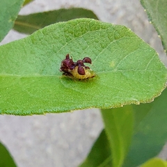 Cyphonia clavigera