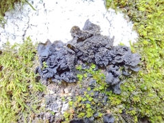 Fungi