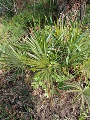 Chamaerops humilis