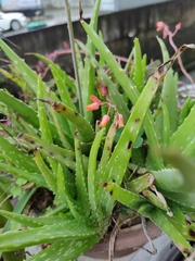 Aloe officinalis