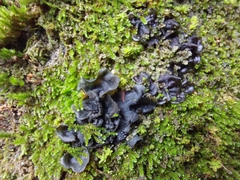 Fungi
