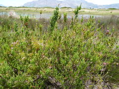 Erica verticillata