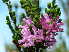 Erica verticillata