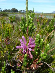 Erica verticillata