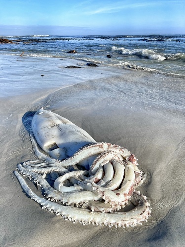 Giant Squid, photo 4 of 7