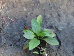 Plantago major