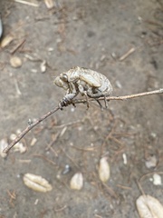 Megatibicen dealbatus