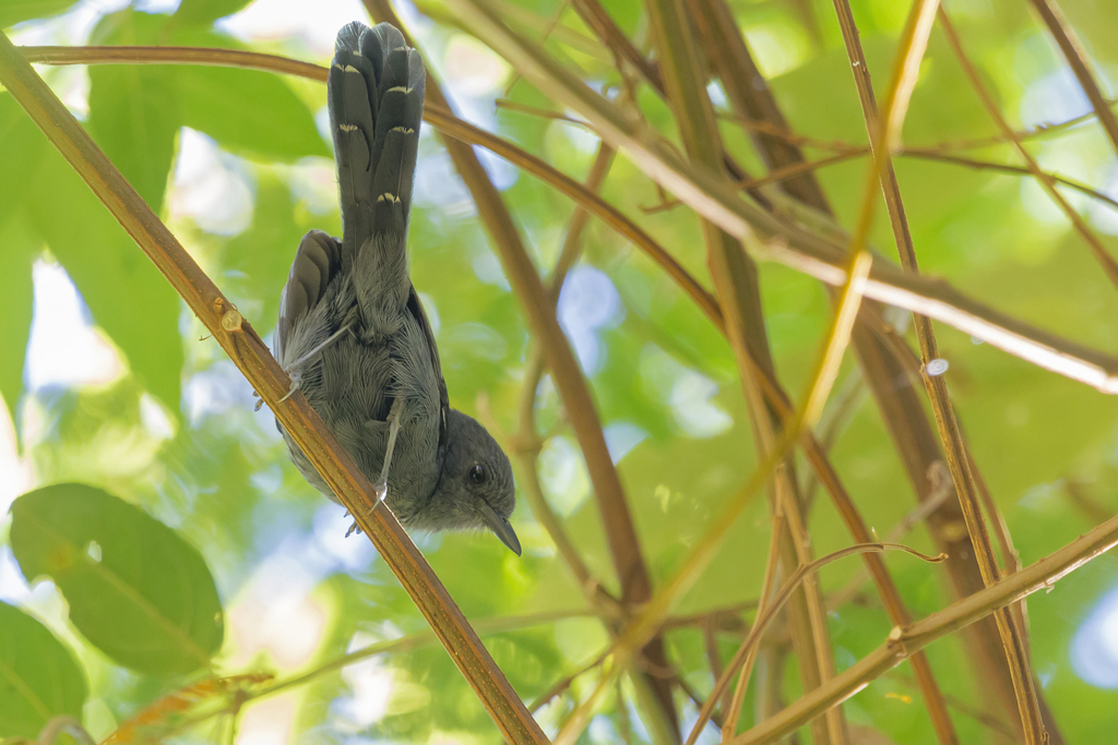 Rio de Janeiro Antbird photo