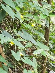 Thladiantha punctata