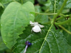 Thomisus spectabilis