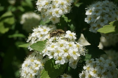 Spiraea ouensanensis
