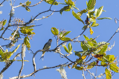 Phibalura flavirostris